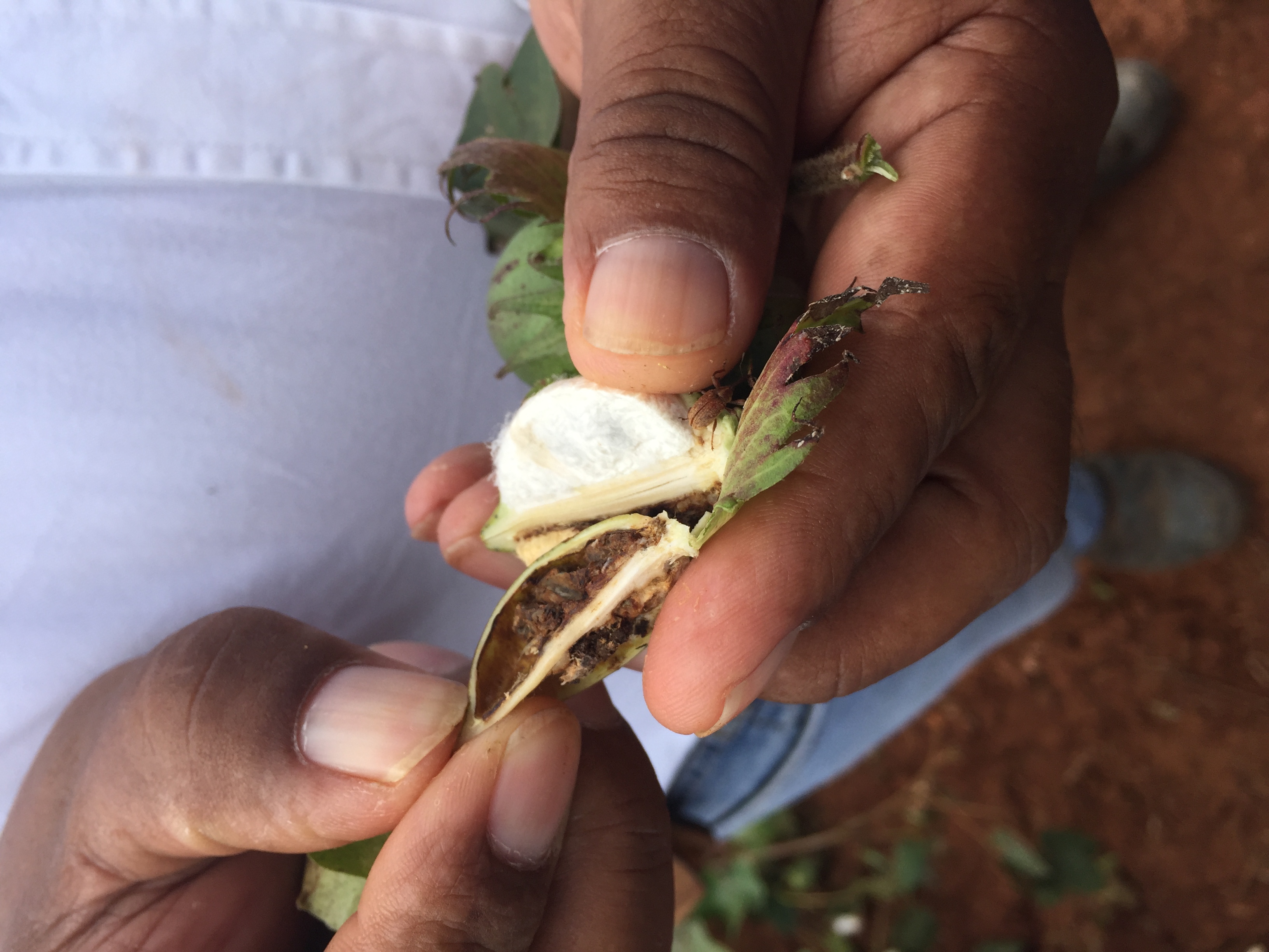Cotton Damage From Boll Weevil
